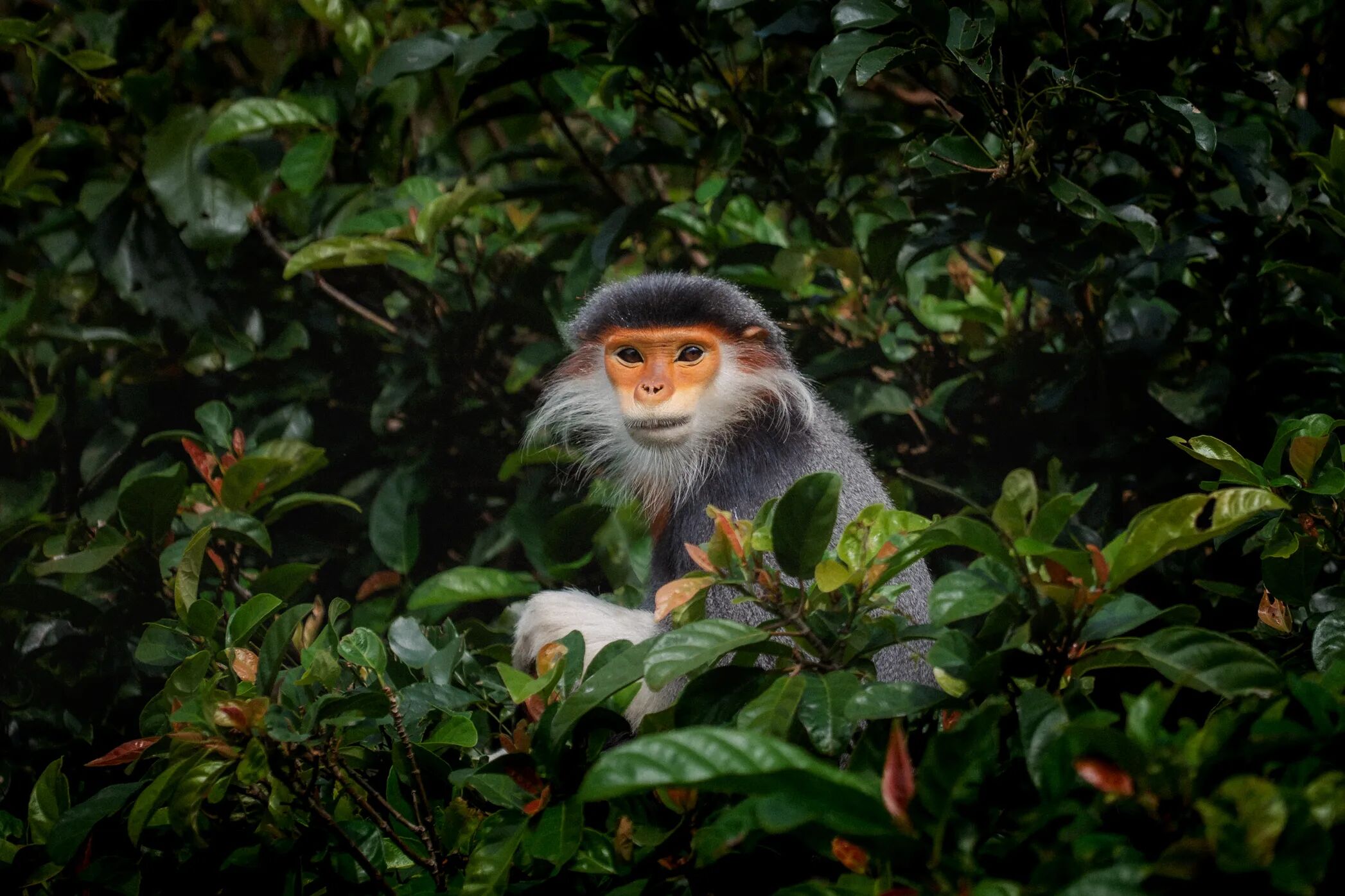 Monkey Son Tra Da Nang